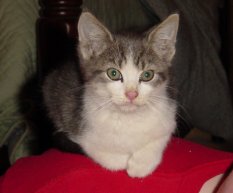 Kitty