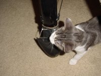 Cringer inspects my handiwork