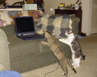 Cats love screensavers
