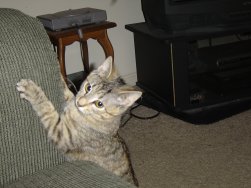 Wista destroying the couch