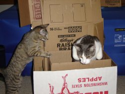 Cardboard is fun