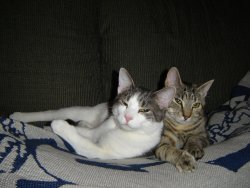 My cats are all grown up