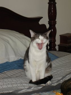 Cringer Roars