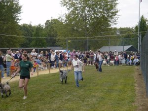 The Running of the Goats!