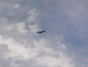 A Hawk, I think