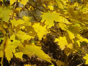 Leaves