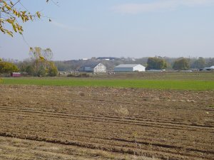 The pumpkin patch
