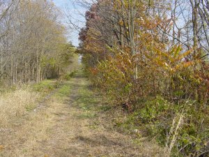 The Trail