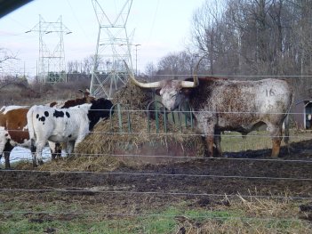 A big ass cow