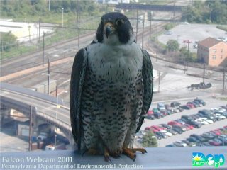 a Peregrine Falcon