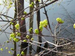Budding tree