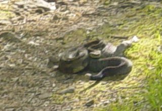 A Rattlesnake in my way