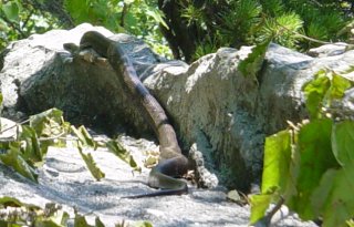 A black snake