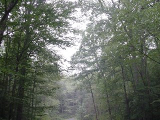 The woods are nice